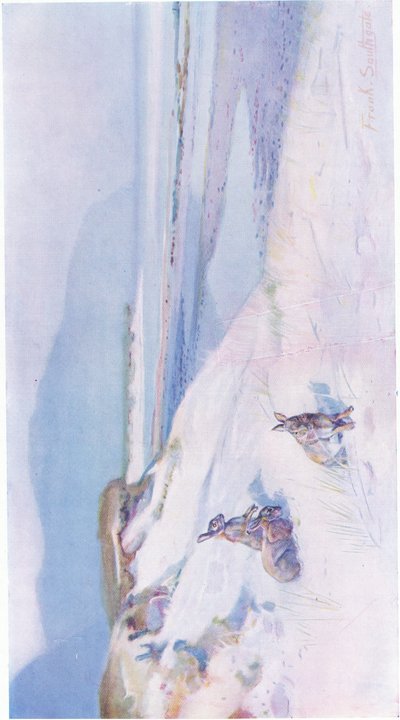 On the Edge of the Saltings by Frank Southgate